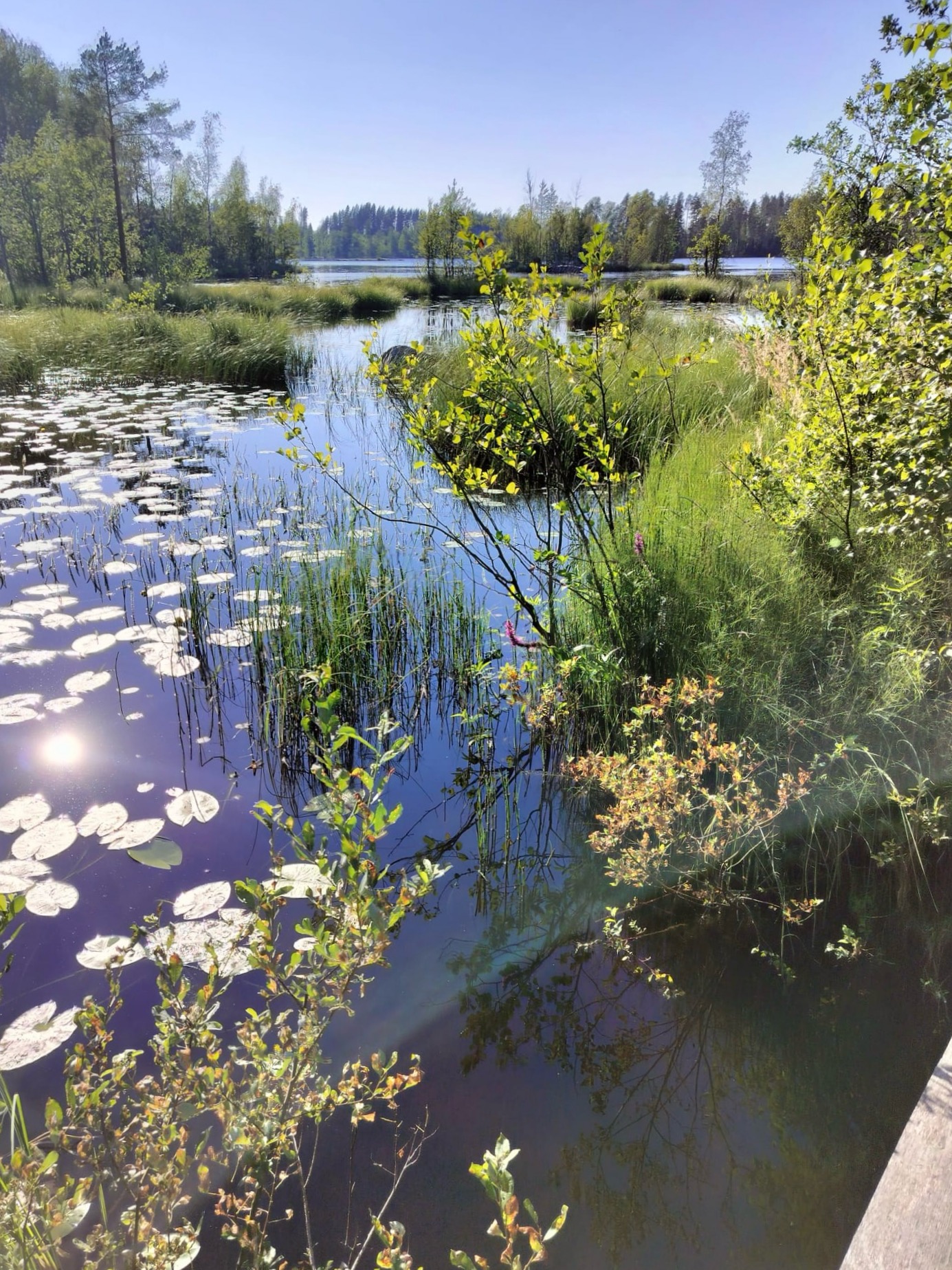 Kesäillan viettoa veden äärellä Mikkelissä