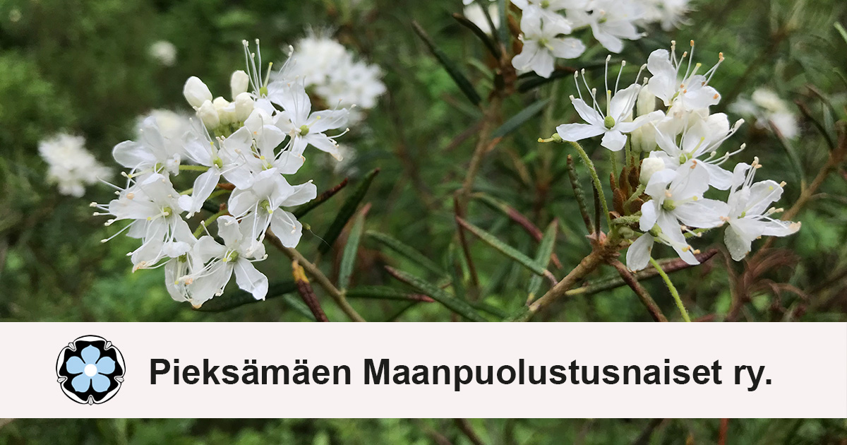 MN_pieksamaki26 Pieksämäen maanpuolustusnaiset nimi. Taustalla kuva kukkivista suopursuista.
