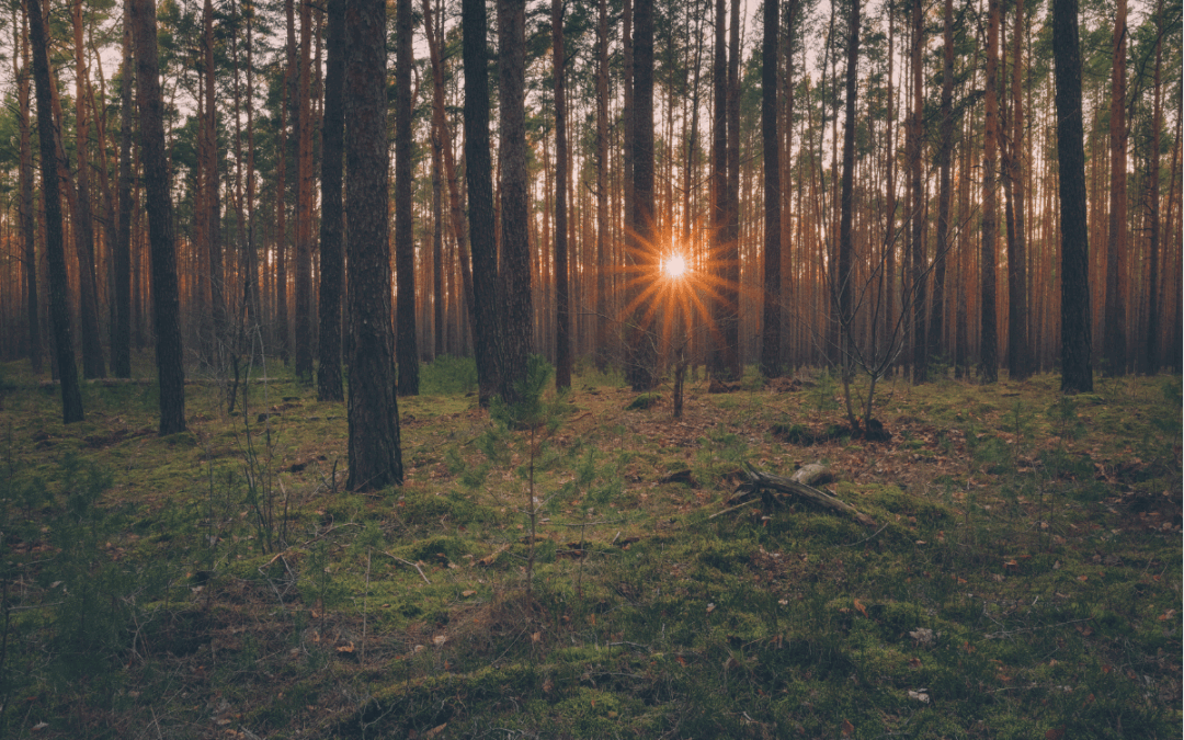 Loppukesän auringonlasku metsässä