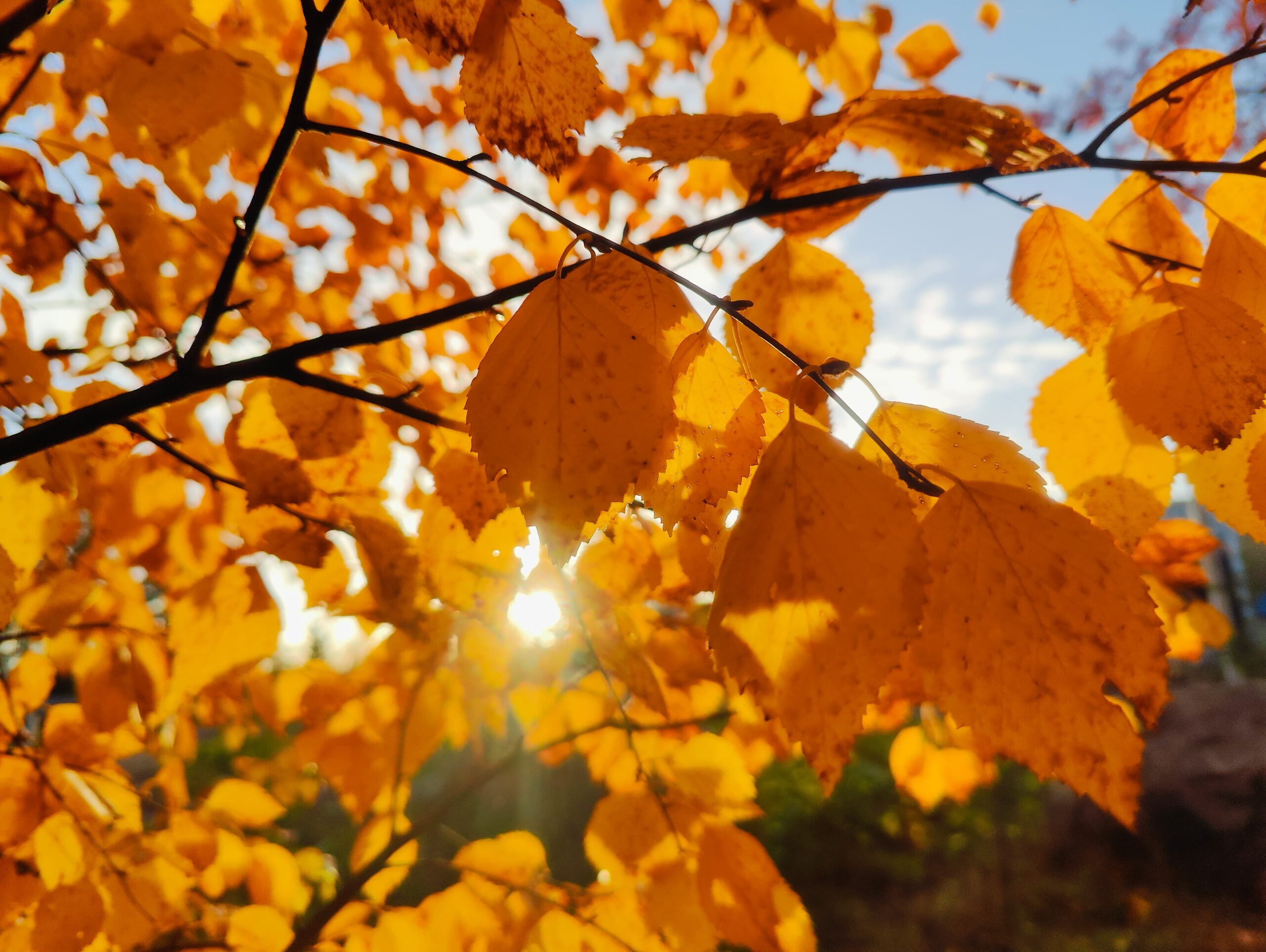 Syksyn lehtiä ja aurinkoa.
