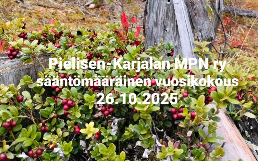 Kuvassa punaisia puolukoita kannon juuressa.